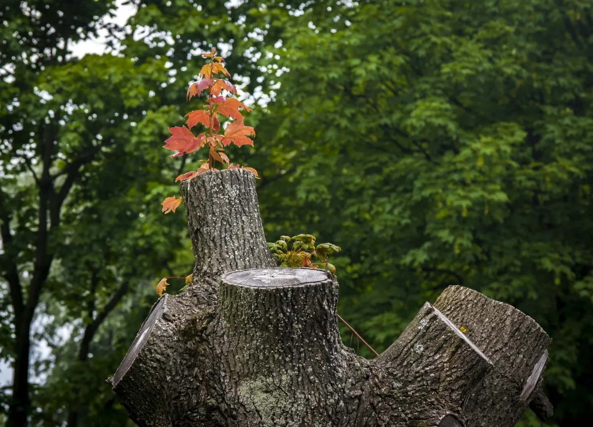 Tiny red leaves sprouting from a cut tree stump
